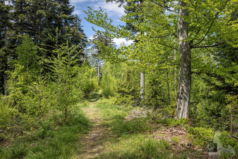 Schwarzwälder Genießerpfad - Teufelskanzelsteig - Wanderweg