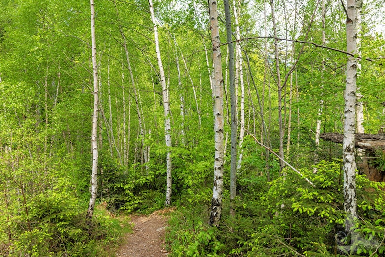 Schwarzwälder Genießerpfad - Teufelskanzelsteig - Birkenwald