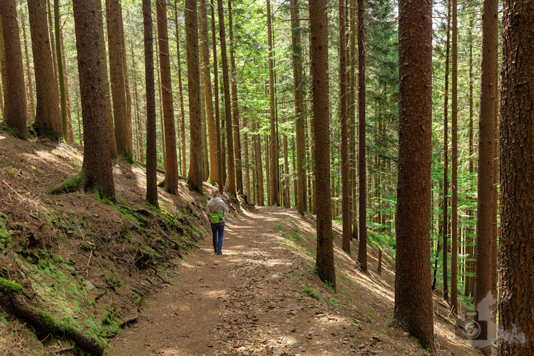 Schwarzwälder Genießerpfad - Teufelskanzelsteig - Wanderweg