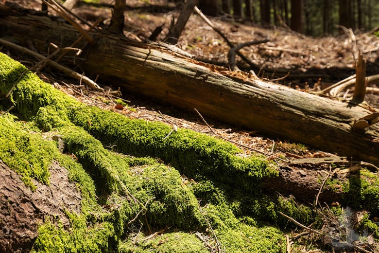 Schwarzwälder Genießerpfad - Teufelskanzelsteig - Waldmotiv