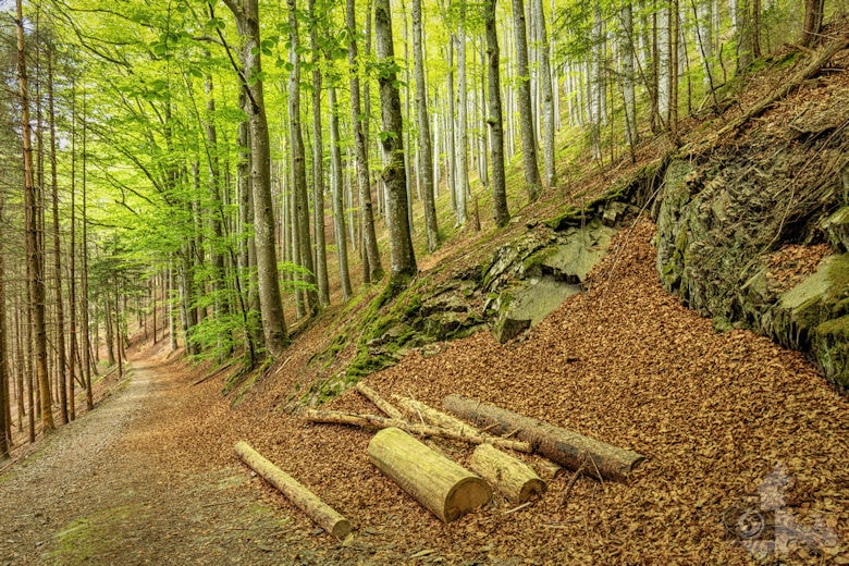 Schwarzwälder Genießerpfad - Teufelskanzelsteig - Wanderweg
