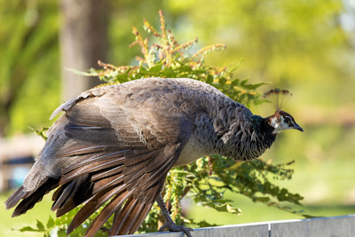 Fotowalk Tiere Mundenhof