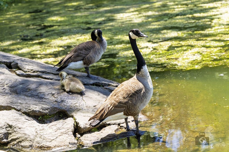 New York - Central Park