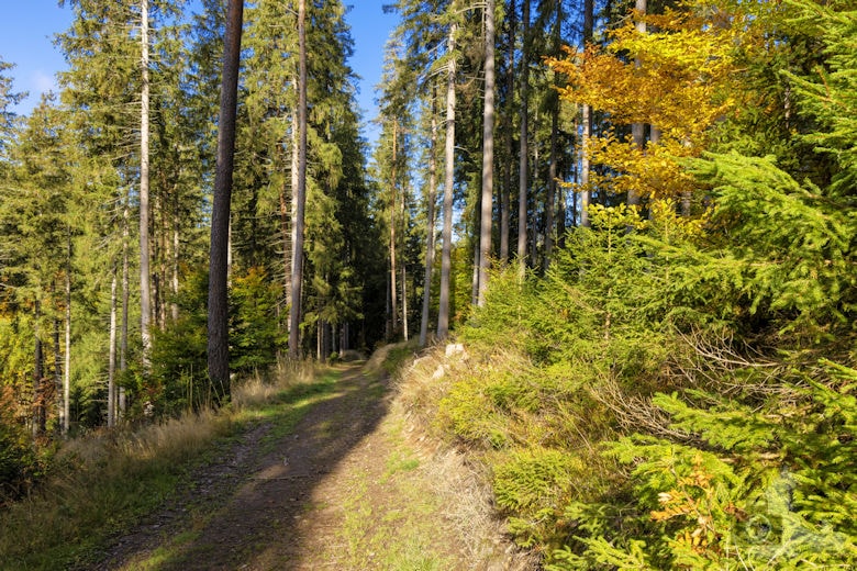 Schwarzwälder Genießerpfad - Viadukt- und Schluchtentour im Herbst