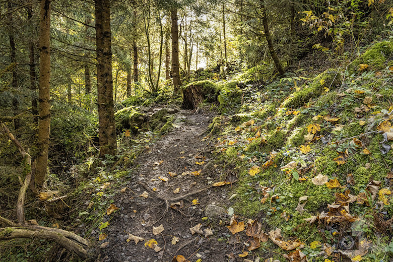 Schwarzwälder Genießerpfad - Viadukt- und Schluchtentour im Herbst
