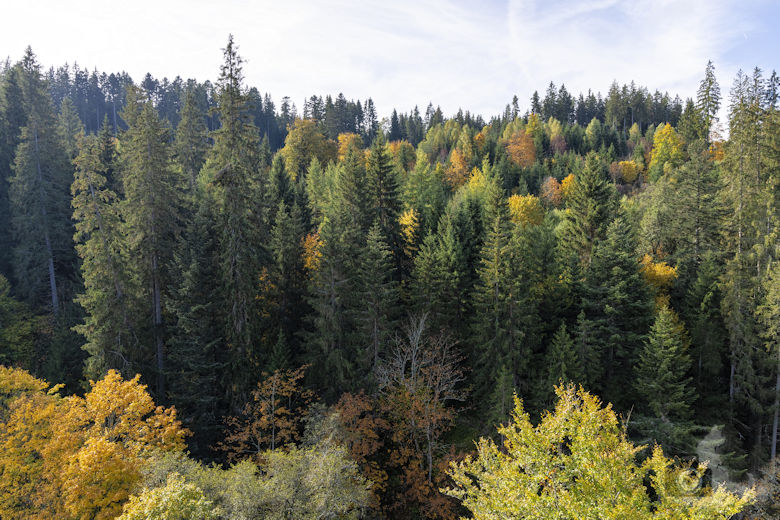Schwarzwälder Genießerpfad - Viadukt- und Schluchtentour im Herbst