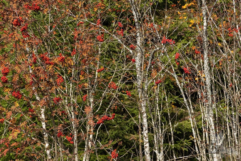 Schwarzwälder Genießerpfad - Viadukt- und Schluchtentour im Herbst - Hagebutten