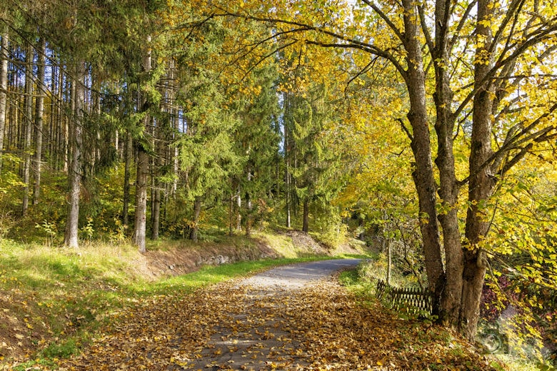 Schwarzwälder Genießerpfad - Viadukt- und Schluchtentour im Herbst - Wanderweg