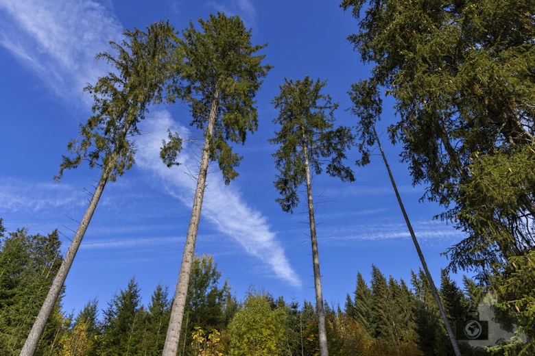 Schwarzwälder Genießerpfad - Viadukt- und Schluchtentour im Herbst