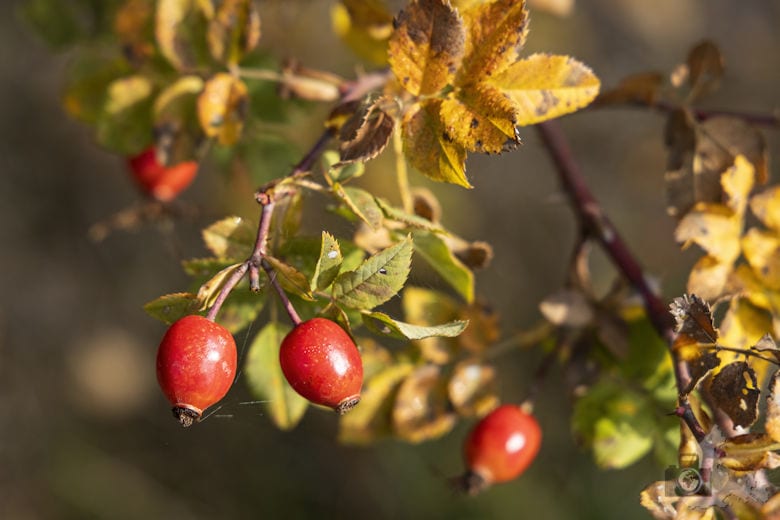 Schwarzwälder Genießerpfad - Viadukt- und Schluchtentour im Herbst - Hagebutten