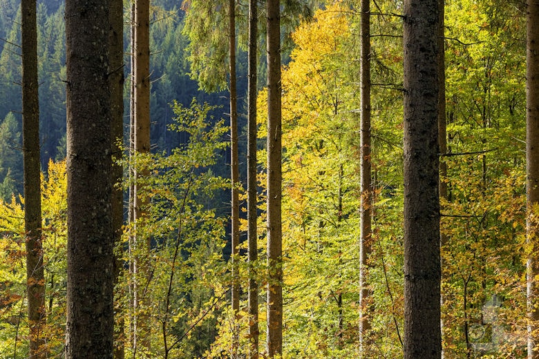 Schwarzwälder Genießerpfad - Viadukt- und Schluchtentour im Herbst