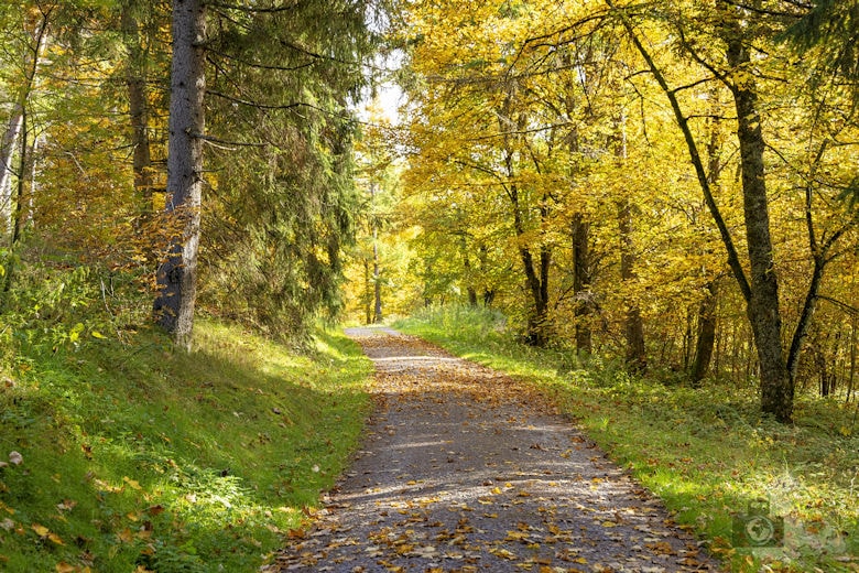 Schwarzwälder Genießerpfad - Viadukt- und Schluchtentour im Herbst - Wanderweg