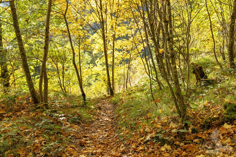 Schwarzwälder Genießerpfad - Viadukt- und Schluchtentour im Herbst