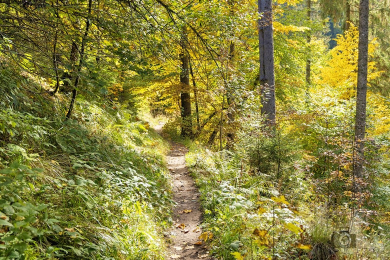 Schwarzwälder Genießerpfad - Viadukt- und Schluchtentour im Herbst - Wanderweg