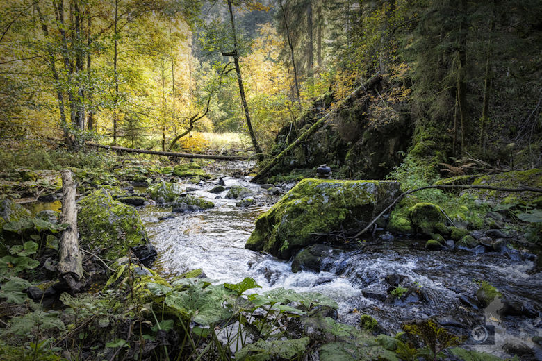 Schwarzwälder Genießerpfad - Viadukt- und Schluchtentour im Herbst - Wutach