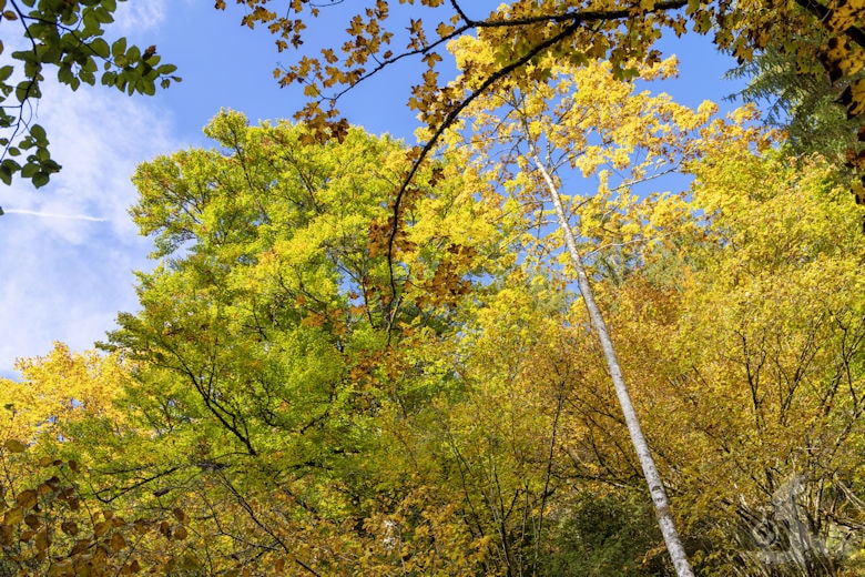 Schwarzwälder Genießerpfad - Viadukt- und Schluchtentour im Herbst