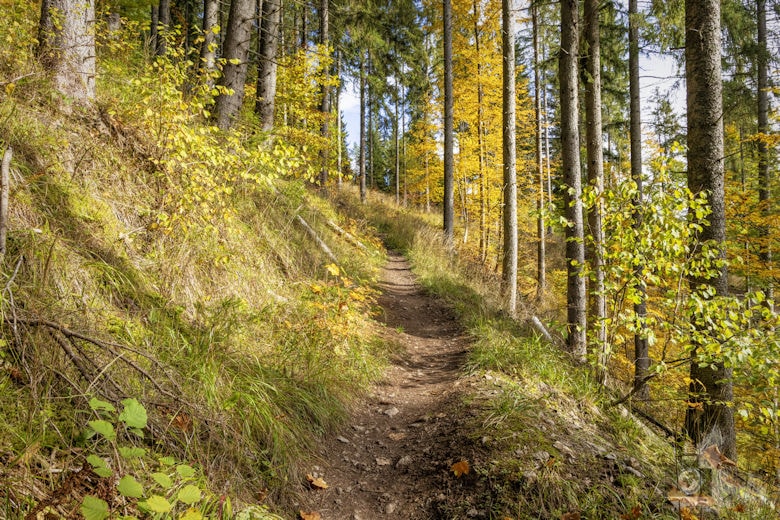 Schwarzwälder Genießerpfad - Viadukt- und Schluchtentour im Herbst - Wanderweg