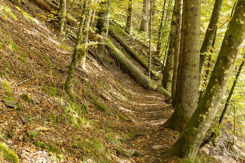 Schwarzwälder Genießerpfad - Viadukt- und Schluchtentour im Herbst