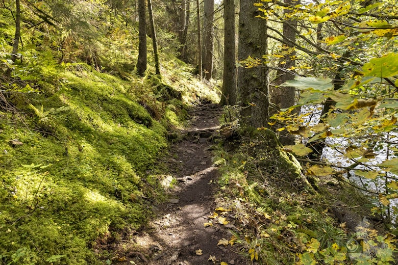 Schwarzwälder Genießerpfad - Viadukt- und Schluchtentour im Herbst - Wanderweg
