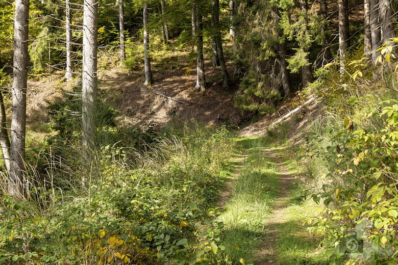 Schwarzwälder Genießerpfad - Viadukt- und Schluchtentour im Herbst