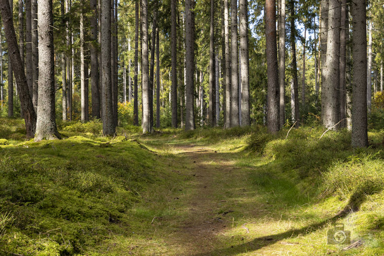 Schwarzwälder Genießerpfad - Viadukt- und Schluchtentour im Herbst