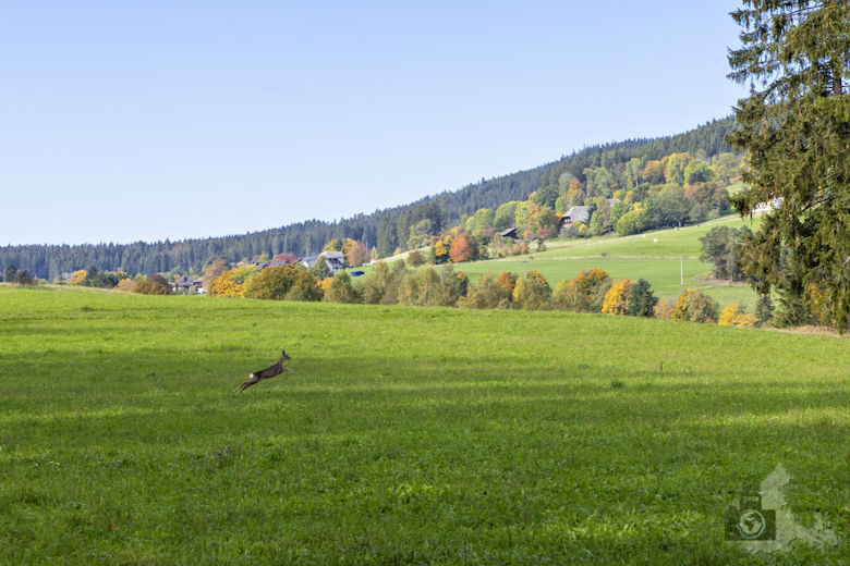 Schwarzwälder Genießerpfad - Viadukt- und Schluchtentour im Herbst - Reh