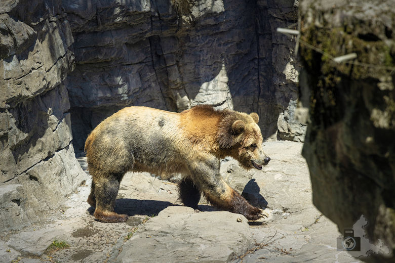 New York - Central Park Zoo