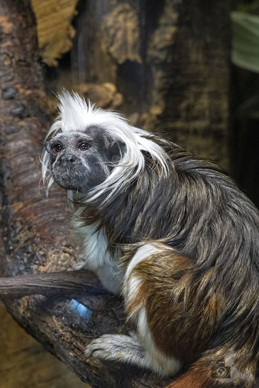 New York - Central Park Zoo