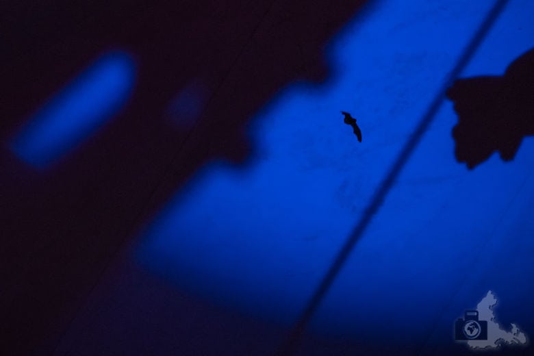 Circolo 2022 - Fledermaus