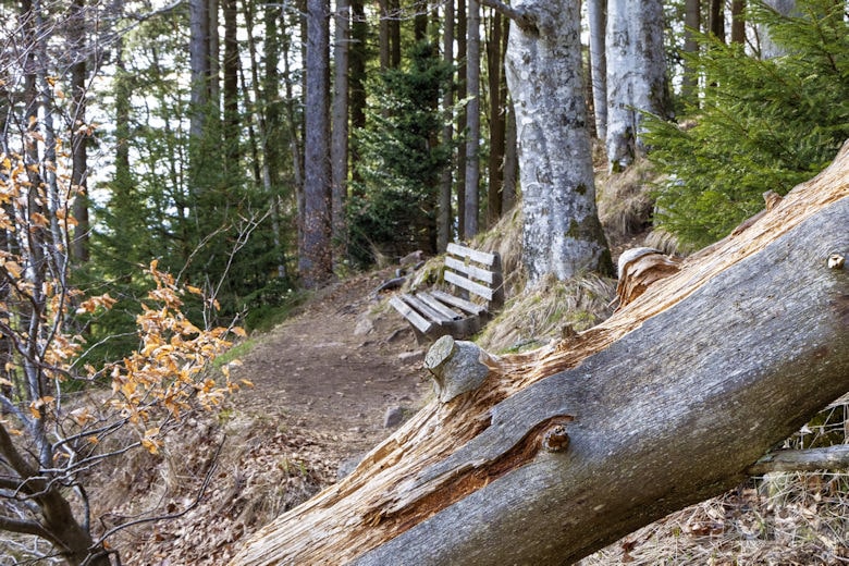 Berggeheimnis Rätseltour am Kandel - Kräuterbank