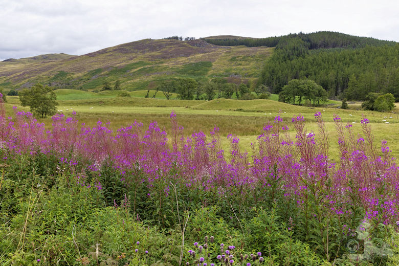 Schottland Reisebericht - Cairngorms National Park