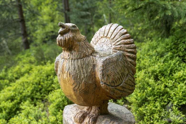 Schwarzwälder Genießerpfad - Auerhahnweg