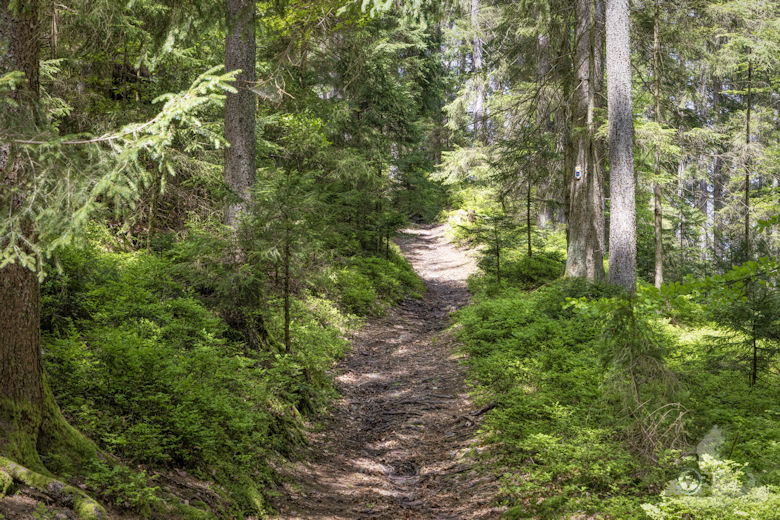 Schwarzwälder Genießerpfad - Auerhahnweg