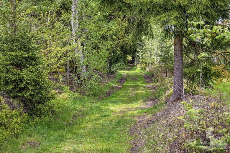 Schwarzwälder Genießerpfad - Auerhahnweg