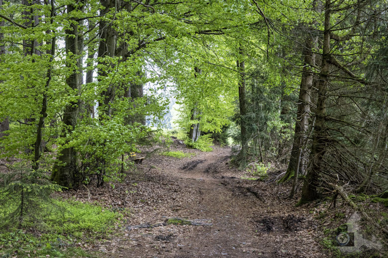 Schwarzwälder Genießerpfad - Auerhahnweg