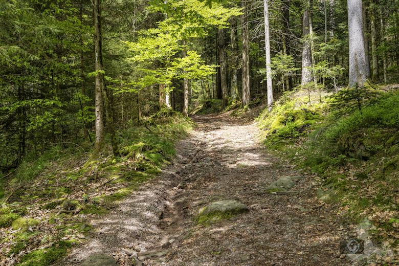 Schwarzwälder Genießerpfad - Auerhahnweg