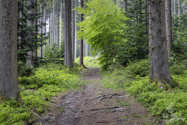 Schwarzwälder Genießerpfad - Auerhahnweg