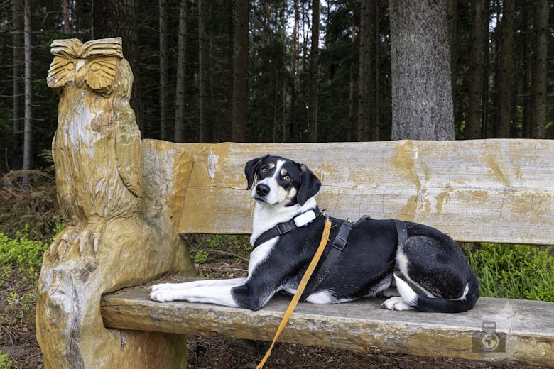 Schwarzwälder Genießerpfad - Auerhahnweg