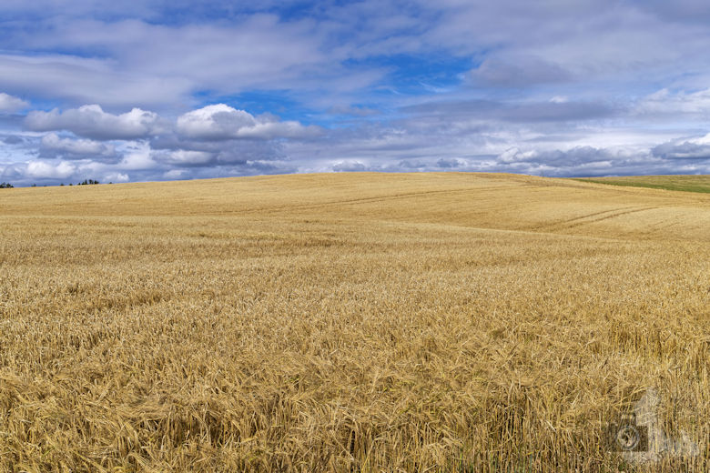 Kornfeld bei Stonehaven