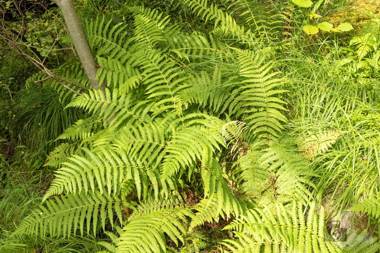 Steall Falls Wanderung, Glen Nevis, Schottland
