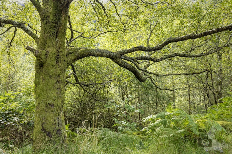 Steall Falls Wanderung, Glen Nevis, Schottland