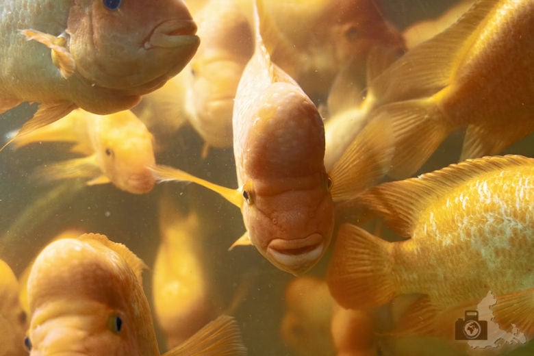 North Queensferry - Deep Sea World