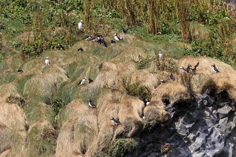 Papageientaucher auf Island