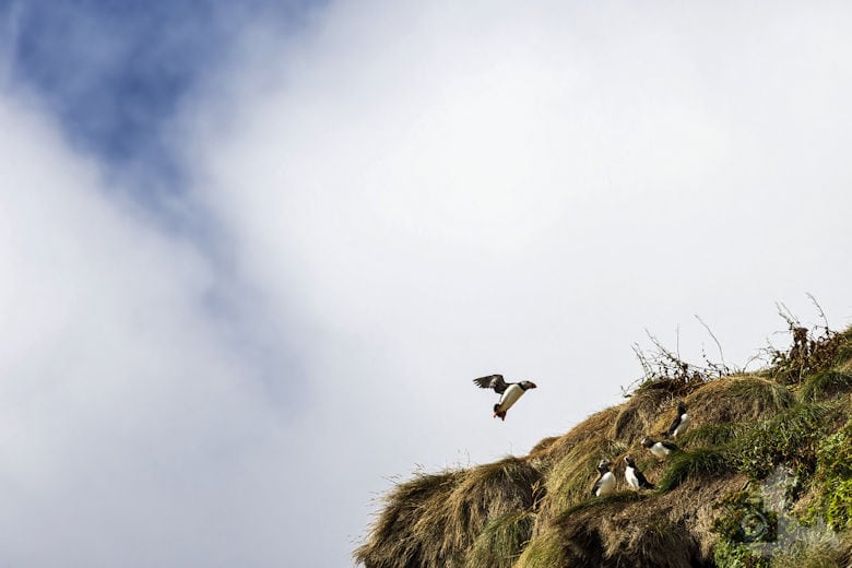 Papageientaucher auf Island