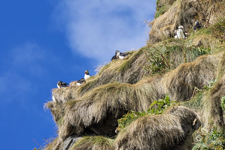 Papageientaucher auf Island
