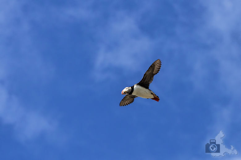 Papageientaucher auf Island