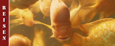 Queensferry, Edinburgh, Holiday Inn Zoo