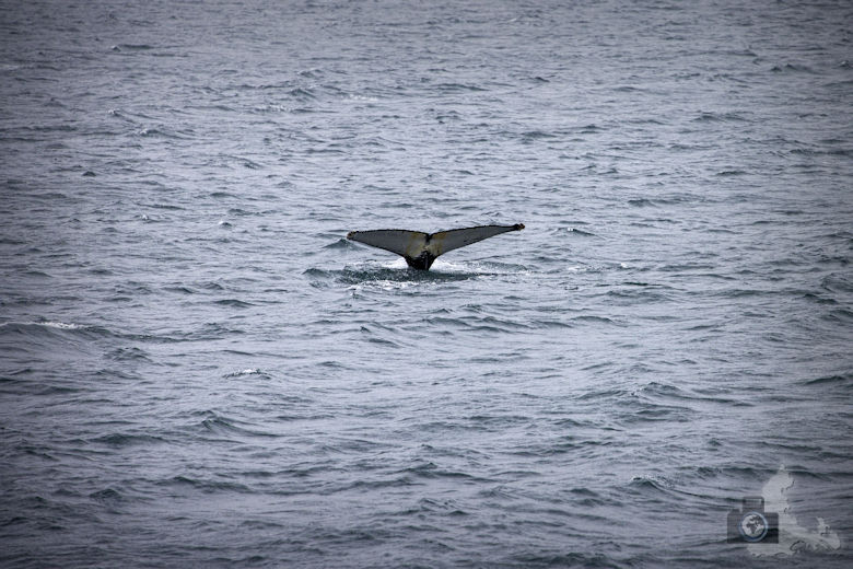 Wal in freier Wildbahn