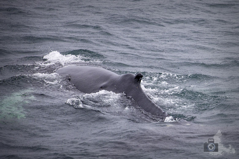 Wal in freier Wildbahn