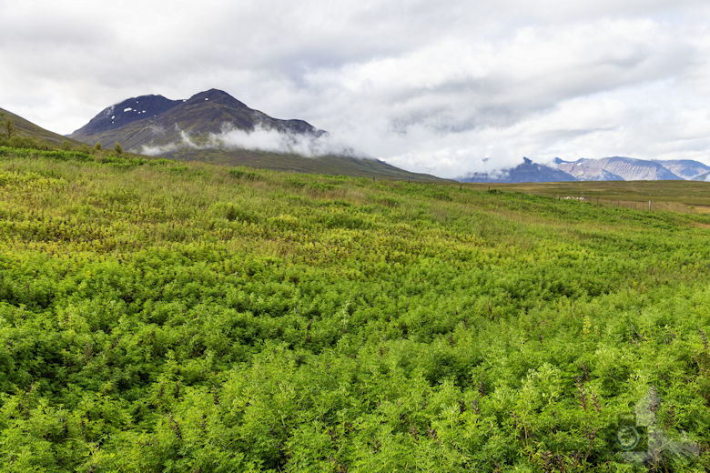 Islands Norden - Landschaft